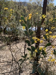 Acacia buxifolia