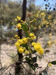 Acacia buxifolia