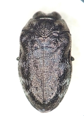 Trachys minutus