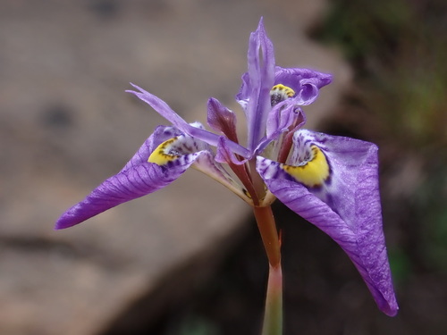 Algoa Clockflower (Moraea algoensis)