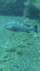 Epinephelus marginatus