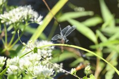 Erythrodiplax minuscula