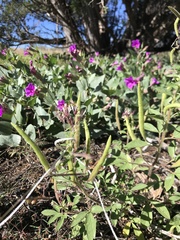 Polanisia dodecandra