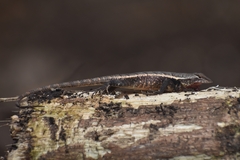 Sceloporus chrysostictus