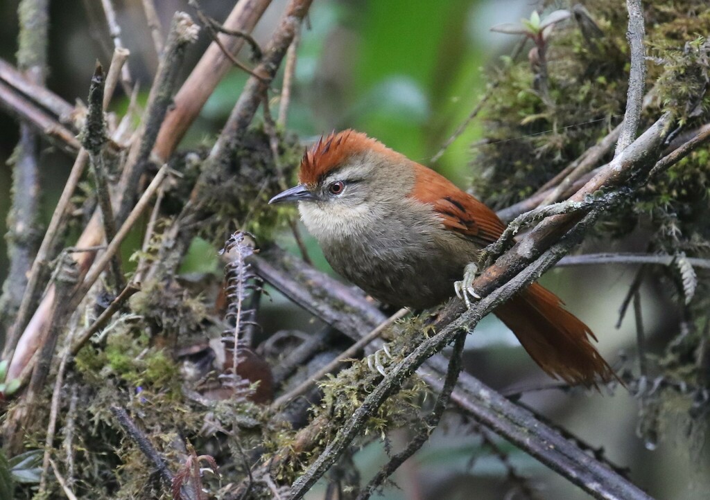 Marcapata Spinetail photo