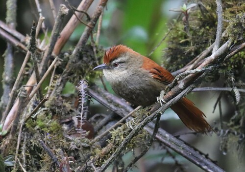Marcapata Spinetail