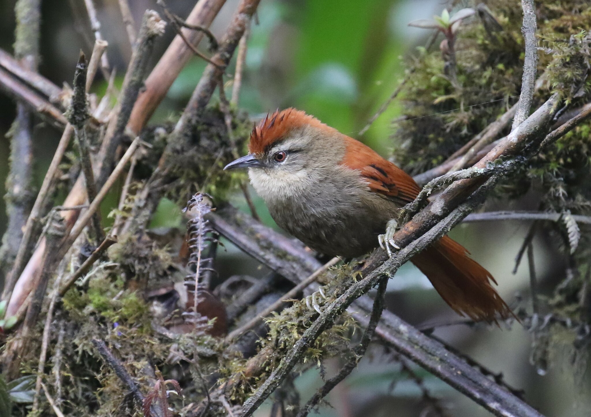 Marcapata Spinetail (Cranioleuca marcapatae)