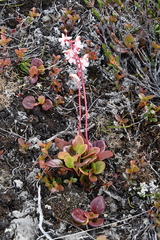 Pyrola asarifolia incarnata