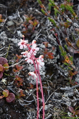 Pyrola asarifolia incarnata