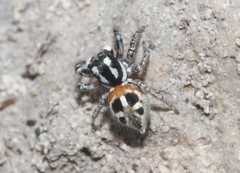 Anasaitis cubana