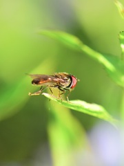 Melanostoma mellinum