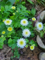 Tanacetum parthenium