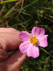 Cosmos crithmifolius