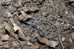 Ambystoma laterale