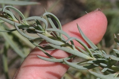 Suaeda linearis