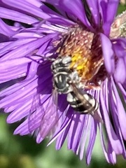 Triepeolus