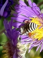 Triepeolus