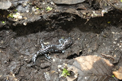 Ambystoma laterale