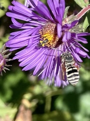 Triepeolus