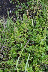 Thalictrum alpinum