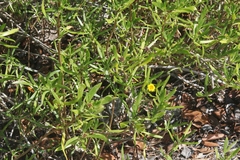 Borrichia arborescens