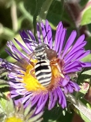 Triepeolus