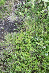 Thalictrum alpinum