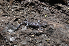 Ambystoma laterale