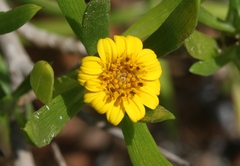 Borrichia arborescens