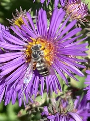 Triepeolus