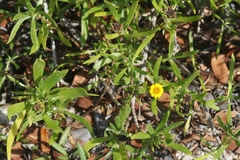 Borrichia arborescens