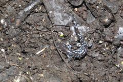 Ambystoma laterale