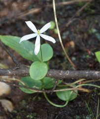 Sabatia difformis