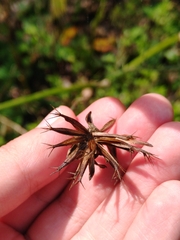 Cosmos crithmifolius