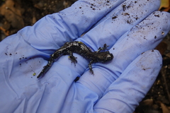 Ambystoma laterale