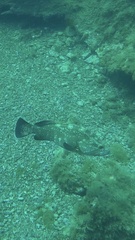 Epinephelus marginatus