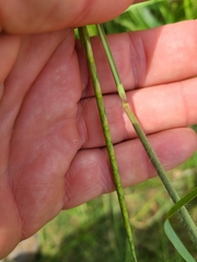Rottboellia cochinchinensis