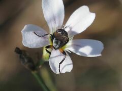Thecophora