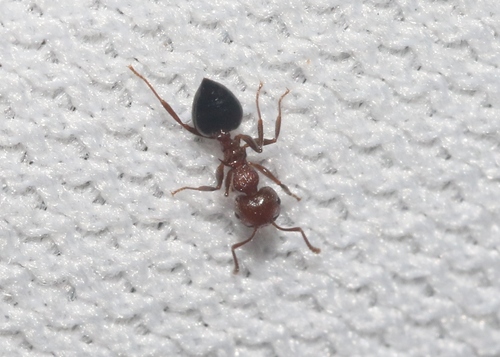 Crematogaster sanguineaCrematogaster sanguinea
