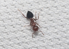 Crematogaster sanguinea