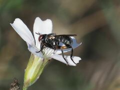 Thecophora