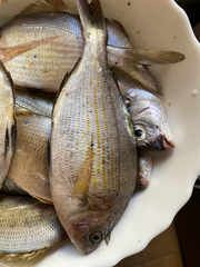 Spondyliosoma cantharus