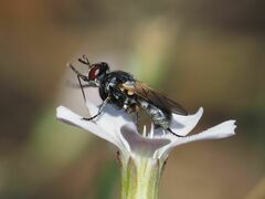 Thecophora