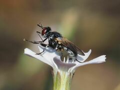 Thecophora