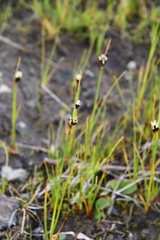 Juncus castaneus