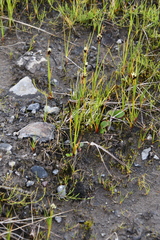 Juncus castaneus