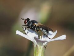 Thecophora