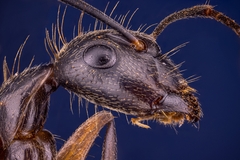 Camponotus