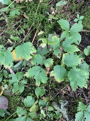 Actaea