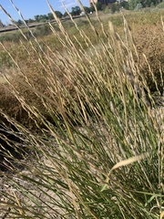 Thinopyrum obtusiflorum